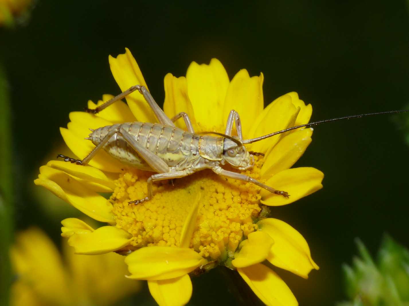 Bradiporidae: giovane di Uromenus (Bolivarius) cfr elegans